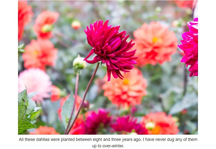 Gardening blog post examples 2